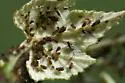 Grapevine Aphid - photo 2