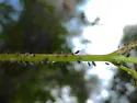 Grapevine Aphid - photo 3