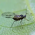 Grapevine Aphid - photo 4