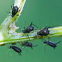 Grapevine Aphid - photo 5
