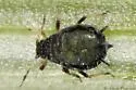 Small Chicory Aphid - Aphis intybi