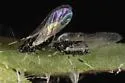 Small Chicory Aphid - photo 2