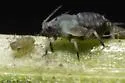Small Chicory Aphid - photo 3