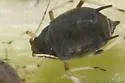 Small Chicory Aphid - photo 4