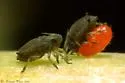 Small Chicory Aphid - photo 5