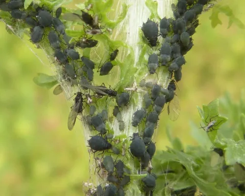 Aphis jacobaeae