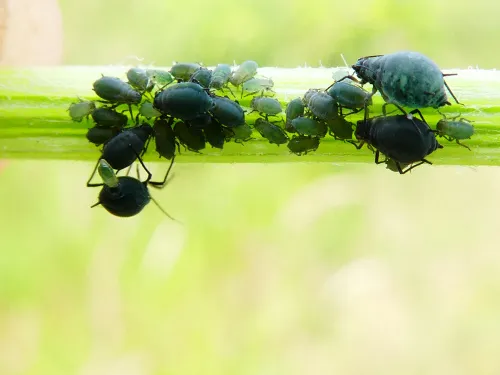 Aphis jacobaeae - photo 2