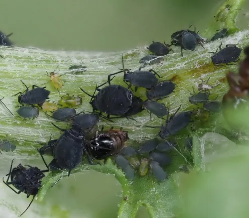 Aphis jacobaeae - photo 3