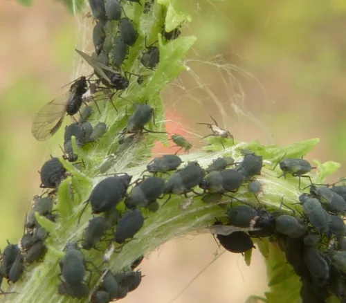 Aphis jacobaeae - photo 4