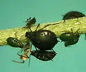 Western American Lupine Aphid - photo 2