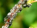 Spotted Poplar Aphid - photo 2