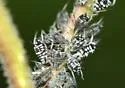 Spotted Poplar Aphid - photo 3