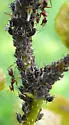 Spotted Poplar Aphid - photo 4