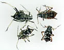 Spotted Poplar Aphid - photo 5