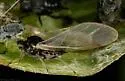 Red-osier Dogwood Aphid - Aphis neogillettei