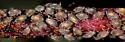 Red-osier Dogwood Aphid - photo 2