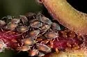 Red-osier Dogwood Aphid - photo 4