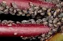 Red-osier Dogwood Aphid - photo 5