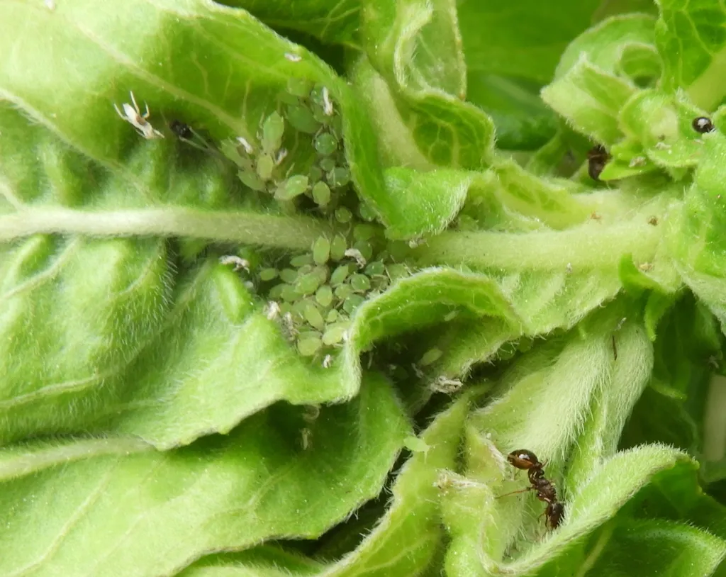Evening Primrose Aphid - photo 2