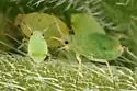 Dark-tipped Evening Primrose Aphid - photo 2
