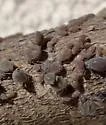 Redbud Aphid - photo 2