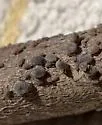 Redbud Aphid - photo 4