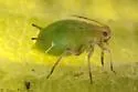 Apple Aphid