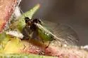 Apple Aphid - photo 2
