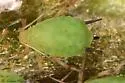 Apple Aphid - photo 3