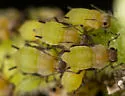 Apple Aphid - photo 4