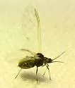Apple Aphid - photo 5