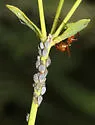Aphis pulchella - photo 2