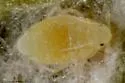 Small American Raspberry Aphid - photo 2