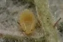 Small American Raspberry Aphid - photo 3