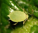 Small Blackberry Aphid - photo 2
