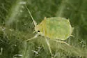 Small Blackberry Aphid - photo 3