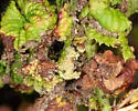 Small Blackberry Aphid - photo 4