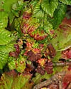 Small Blackberry Aphid - photo 5