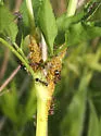 Aphis saniculae