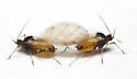 Aphis saniculae - photo 2