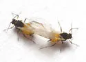 Aphis saniculae - photo 3