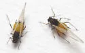Aphis saniculae - photo 4