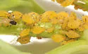 Aphis saniculae - photo 5
