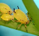 Spirea Aphid - Aphis spiraecola