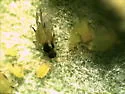 Spirea Aphid - photo 2