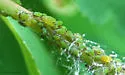 Spirea Aphid - photo 3
