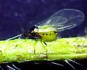 Spirea Aphid - photo 4