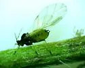 Spirea Aphid - photo 5