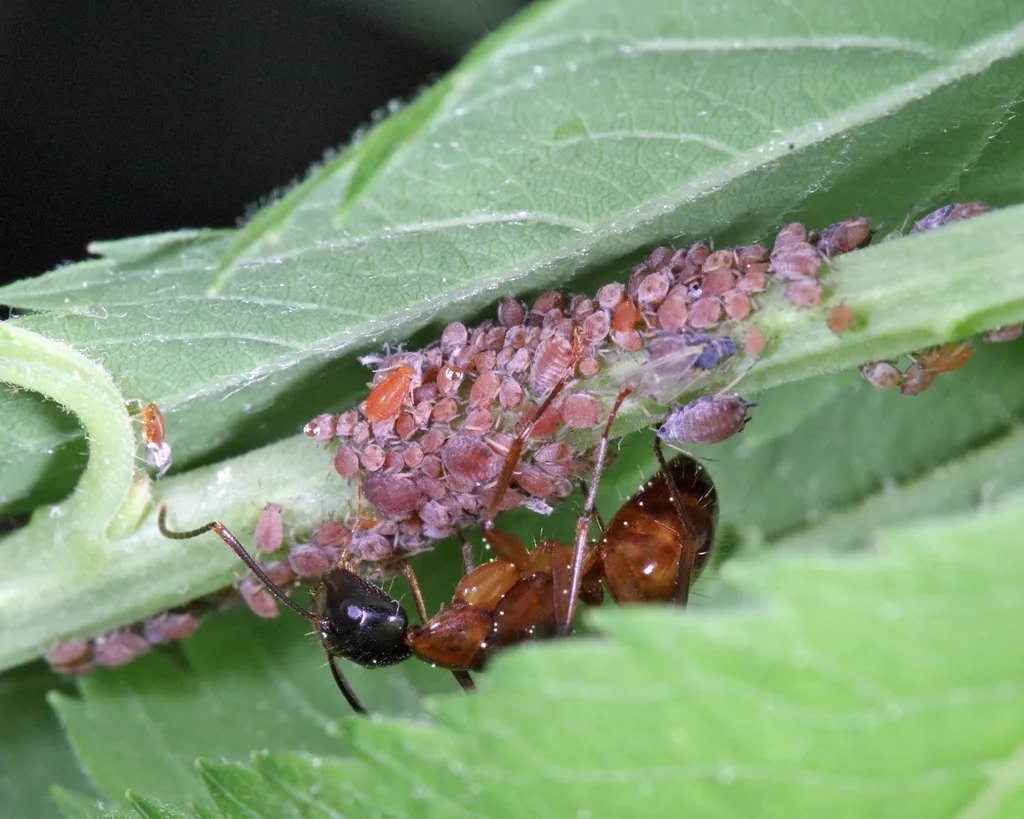 Brown Spirea Aphid - photo 2