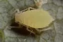 Waxy Meadow-rue Aphid